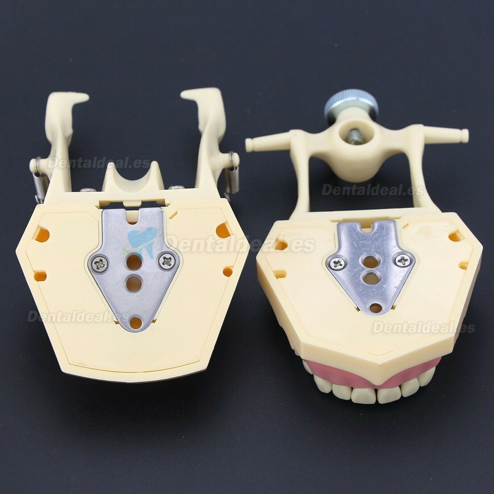 Dental Restorative Typodont Model M8014-2 Compatible Frasaco AG3 Type